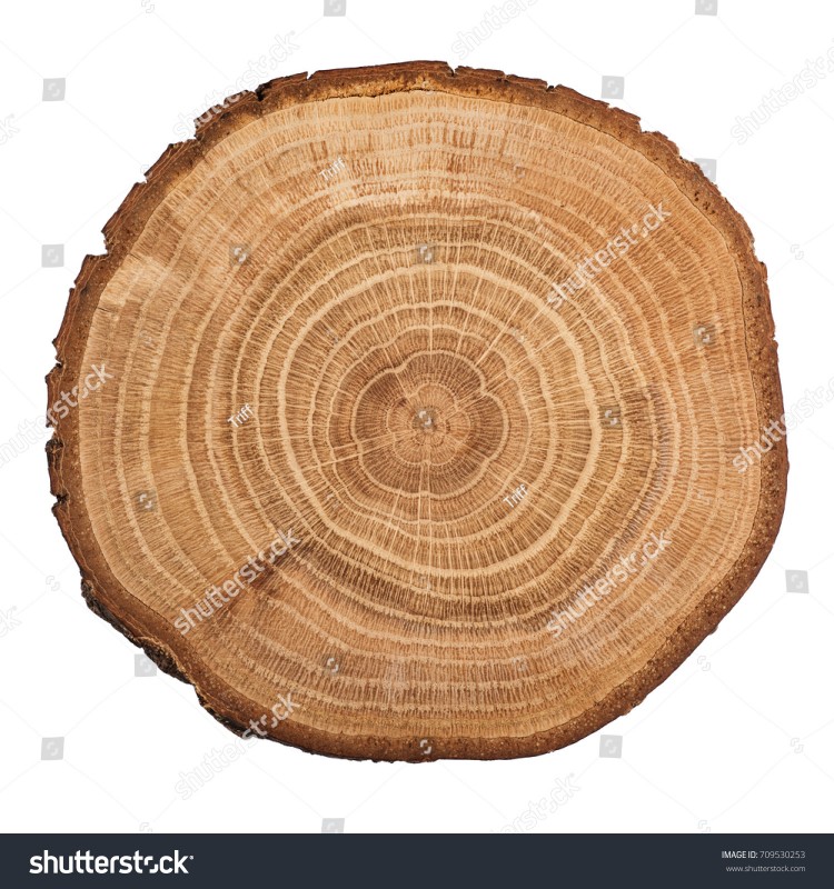 stock-photo-cross-section-of-oak-grove-tree-trunk-showing-growth-rings-isolated-on-white-background-709530253.jpg